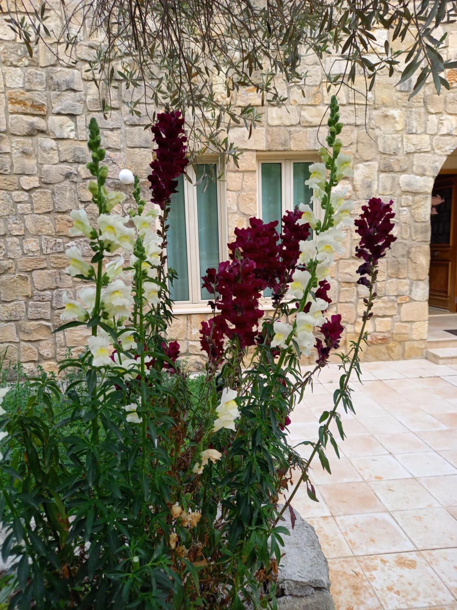Villa Koumneni Pano Akourdalia المظهر الخارجي الصورة