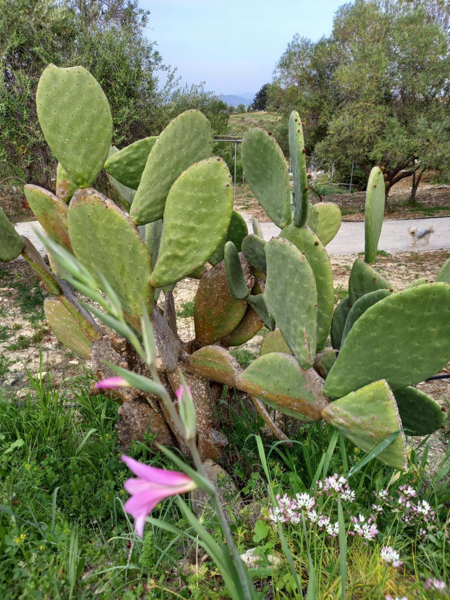 Villa Koumneni Pano Akourdalia المظهر الخارجي الصورة