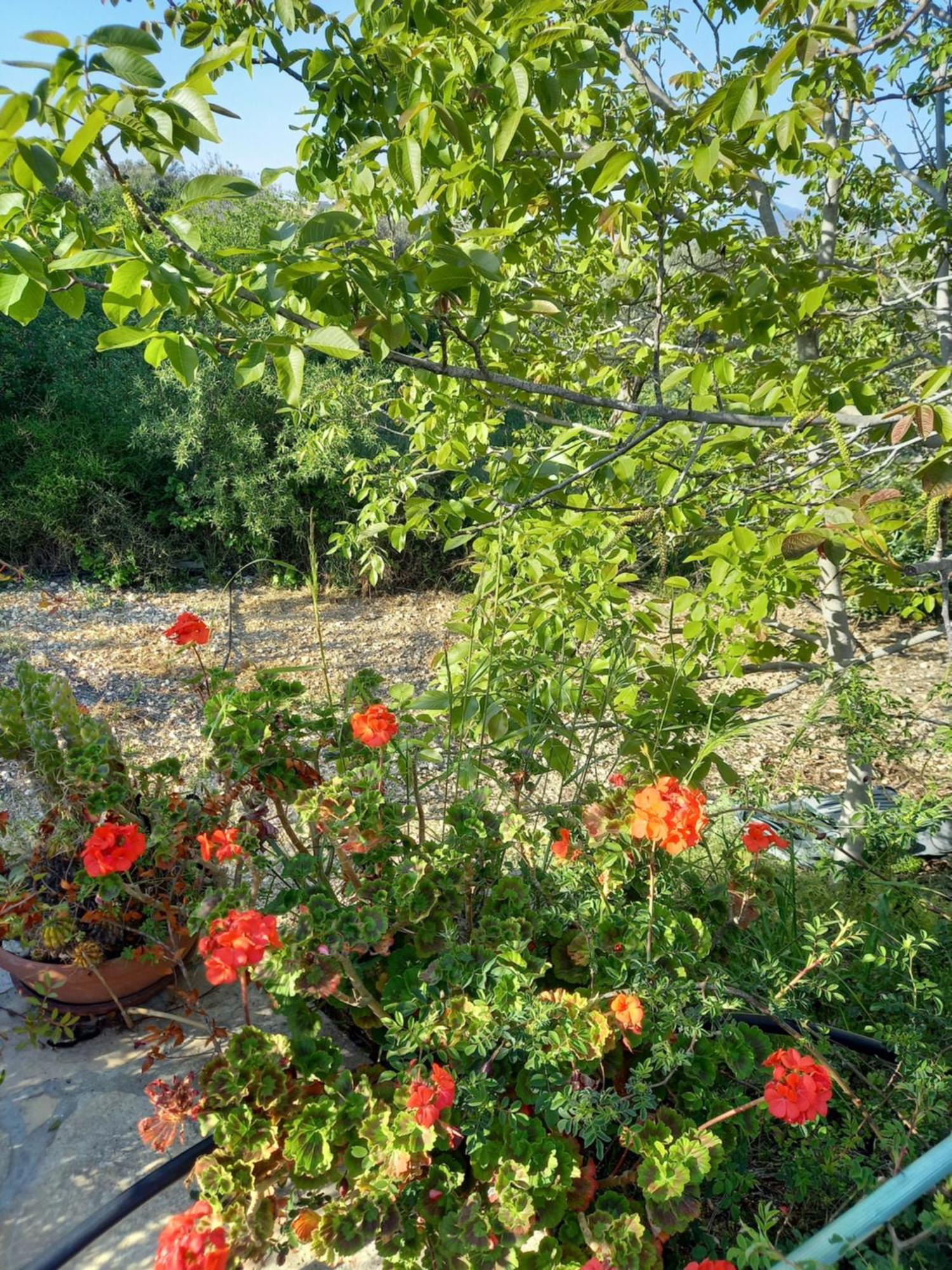 Villa Koumneni Pano Akourdalia المظهر الخارجي الصورة